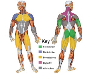 Muscles used for Swimmers